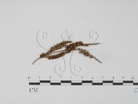 登錄號:F0011547藏品圖，第1張