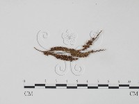 登錄號:F0011547藏品圖，第3張