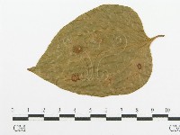 登錄號:F0011550藏品圖，第1張