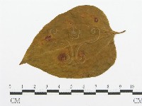 登錄號:F0011550藏品圖，第4張