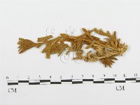 登錄號:F0011551藏品圖，第1張