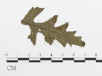 登錄號:F0011552藏品圖，第1張
