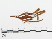 登錄號:F0011553藏品圖，第1張