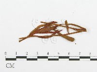 登錄號:F0011553藏品圖，第4張