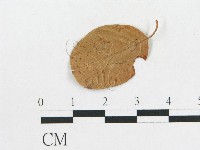 登錄號:F0011555藏品圖，第1張