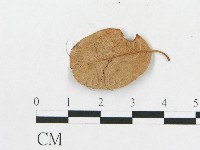 登錄號:F0011555藏品圖，第4張