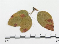 登錄號:F0011556藏品圖，第1張