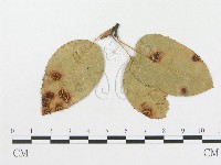 登錄號:F0011556藏品圖，第4張