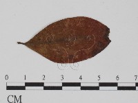 登錄號:F0011558藏品圖，第1張
