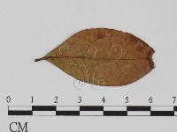 登錄號:F0011558藏品圖，第3張