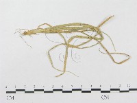 登錄號:F0011560藏品圖，第1張