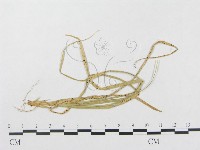 登錄號:F0011560藏品圖，第4張