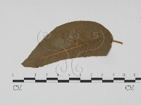 登錄號:F0011561藏品圖，第3張