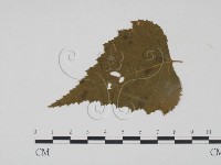 登錄號:F0011562藏品圖，第1張