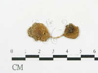 登錄號:F0011563藏品圖，第4張