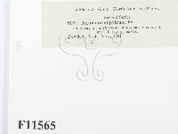 登錄號:F0011565藏品圖，第2張