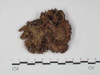 登錄號:F0011569藏品圖，第1張