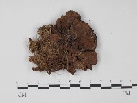 登錄號:F0011569藏品圖，第3張