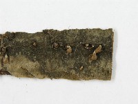 登錄號:F0011571藏品圖，第5張