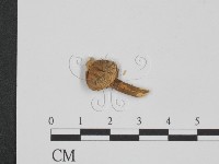 登錄號:F0011572藏品圖，第1張