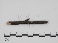 登錄號:F0011573藏品圖，第1張