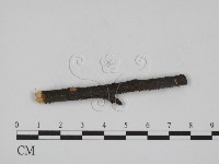 登錄號:F0011573藏品圖，第3張