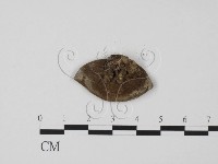 登錄號:F0011574藏品圖，第3張
