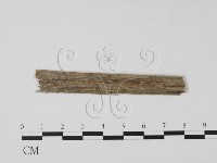 登錄號:F0011582藏品圖，第1張