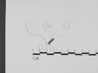 登錄號:F0011591藏品圖，第1張