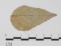 登錄號:F0011592藏品圖，第3張