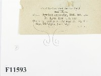 登錄號:F0011593藏品圖，第2張