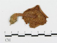 登錄號:F0011593藏品圖，第4張