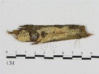 登錄號:F0011597藏品圖，第1張