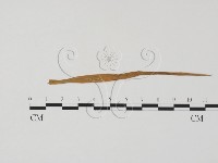 登錄號:F0011604藏品圖，第1張