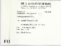 登錄號:F0011605藏品圖，第2張