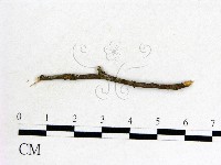 登錄號:F0011605藏品圖，第1張
