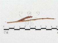 登錄號:F0011620藏品圖，第1張