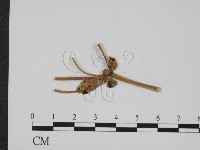 登錄號:F0011621藏品圖，第1張