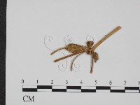 登錄號:F0011621藏品圖，第3張