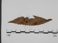 登錄號:F0011622藏品圖，第1張