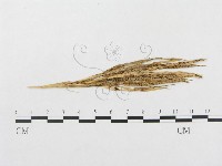 登錄號:F0011625藏品圖，第1張