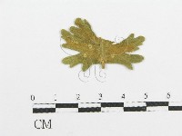 登錄號:F0011632藏品圖，第1張