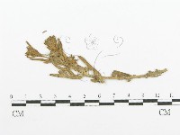 登錄號:F0011633藏品圖，第1張