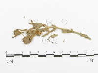 登錄號:F0011633藏品圖，第4張
