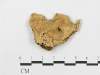 登錄號:F0011636藏品圖，第4張