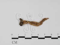 登錄號:F0011641藏品圖，第4張