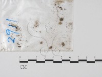 登錄號:F0011644藏品圖，第1張