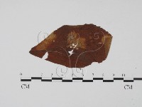 登錄號:F0011645藏品圖，第1張