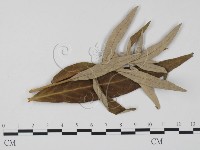 登錄號:F0011648藏品圖，第1張