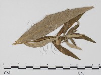 登錄號:F0011648藏品圖，第3張